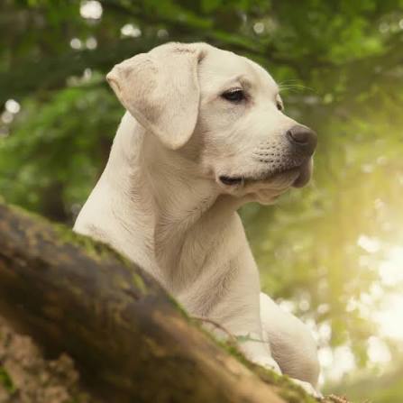 labrador